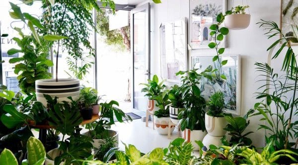 a living room filled with indoor tropical plants