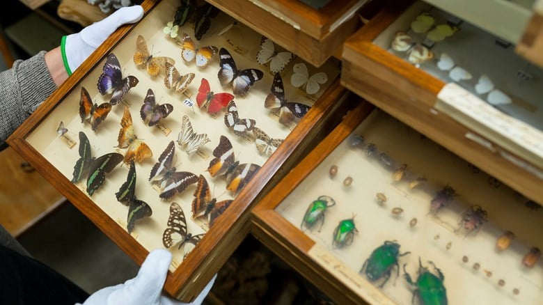insect collection