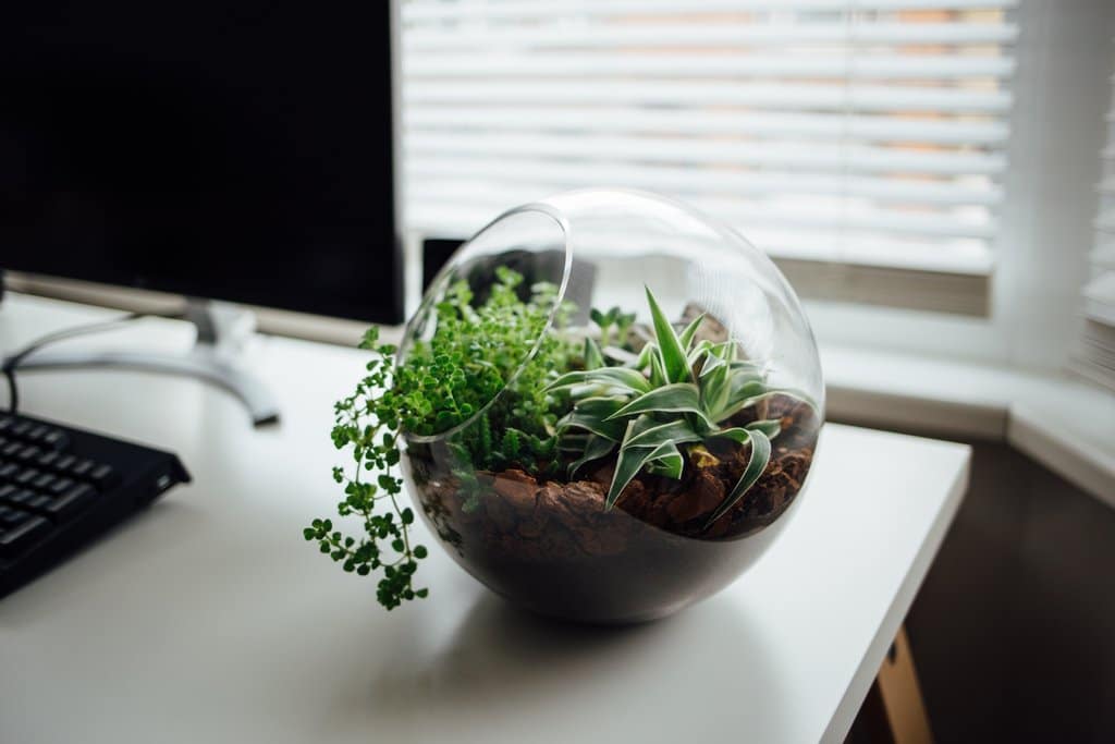 desk plant