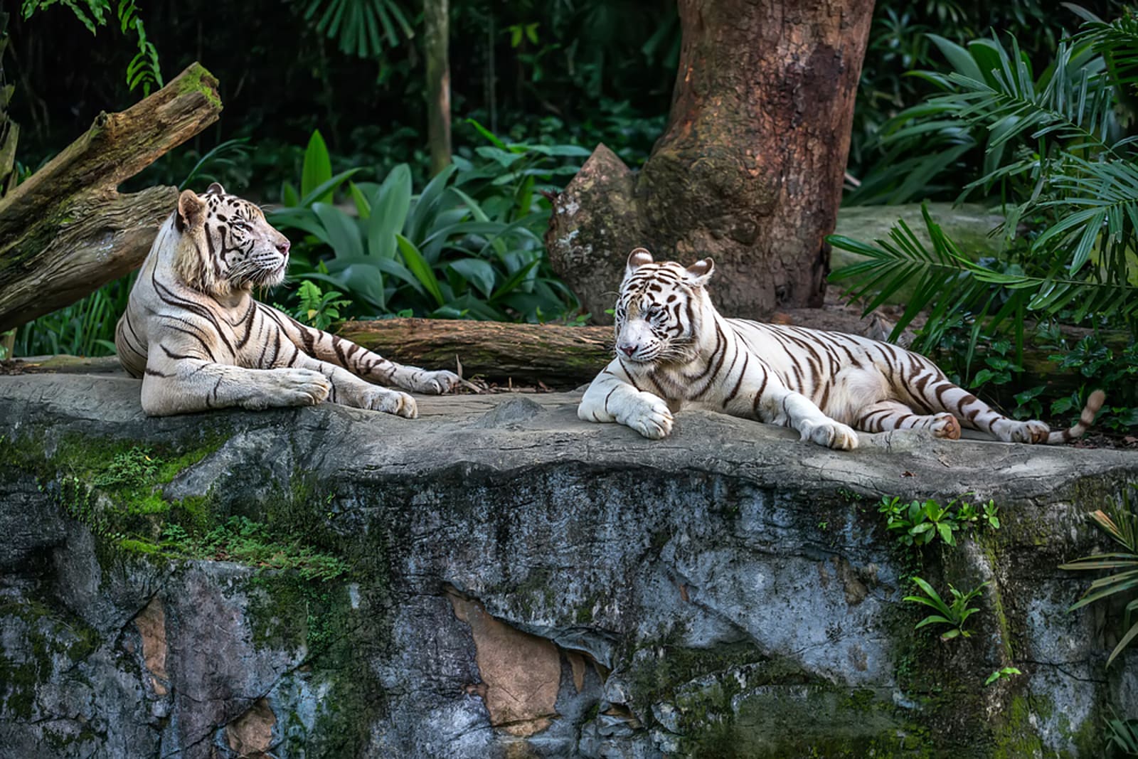 white tigers at Singapore Zoo